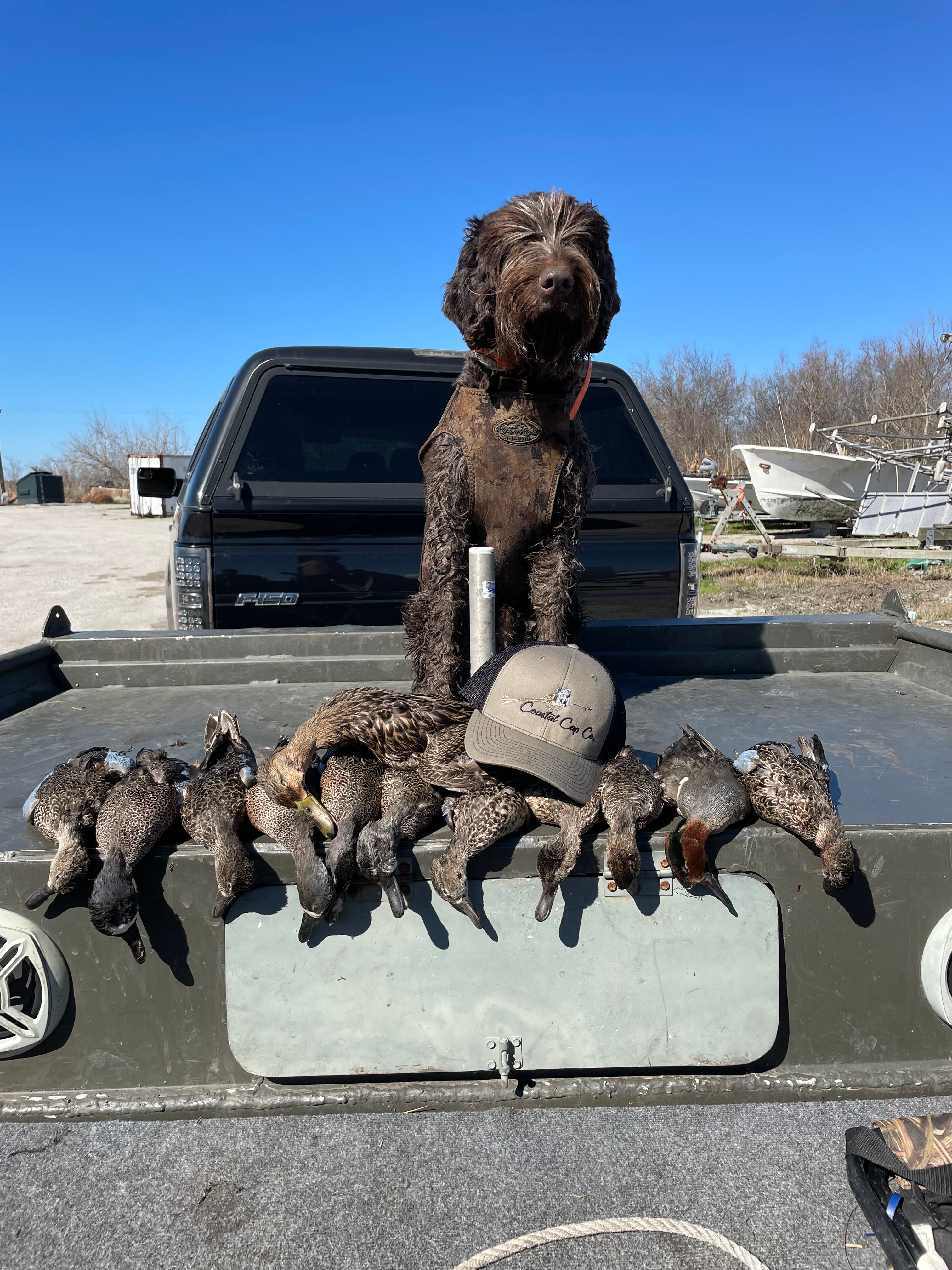 Labradoodle clearance duck hunting